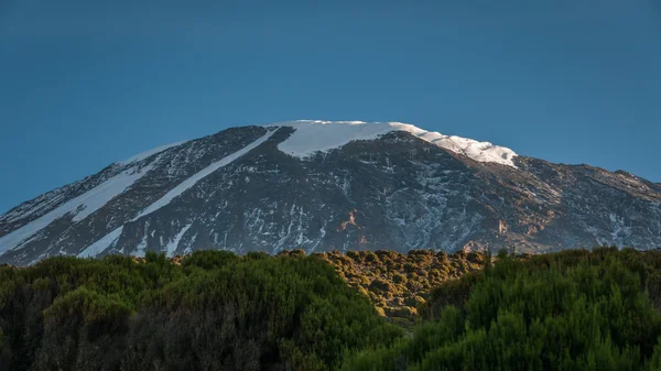 Kilimanjaro fra Millenium lejren - Stock-foto