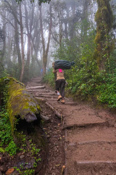 Porter heading up the trail on Kilimanjaro — Stock Photo, Image