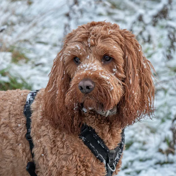 Cockapoo Wajah Anjing Tertutup Salju Selama Berjalan Jalan Pedesaan — Stok Foto