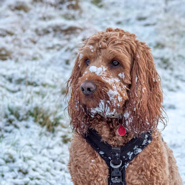 Cockapoo Πρόσωπο Σκύλου Καλυμμένο Χιόνι Κατά Διάρκεια Μιας Βόλτας Στην Εικόνα Αρχείου