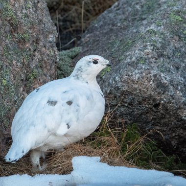 İskoçya 'da bir kaya ptarmigan (Lagopus muta)