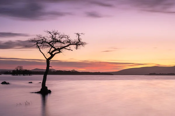 Ein Sonnenuntergang Malerischen Lone Tree Der Milarrochy Bay Loch Lomond — Stockfoto