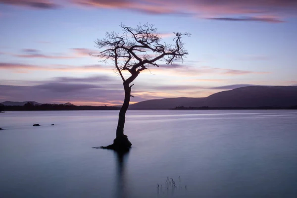 苏格兰Balmaha村附近的Loch Lomond的Milarrochy湾 一个风景如画的孤独树的落日 — 图库照片