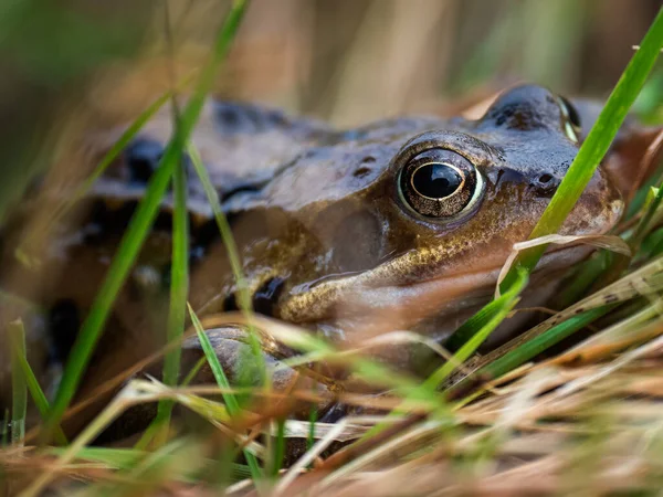 The common frog, also known as the European common frog (Rana temporaria)