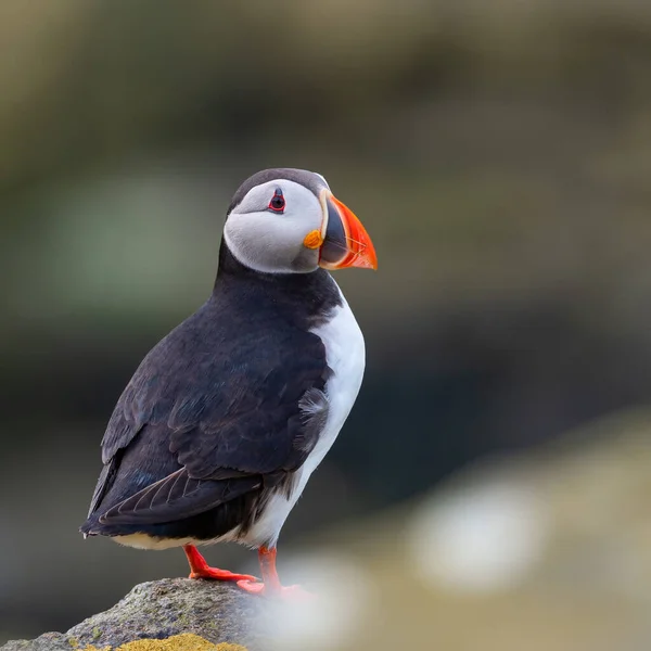 Puffin Atlántico Fratercula Arctica Estaba Cima Del Acantilado Isla Mayo — Foto de Stock