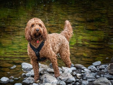 A red cockapoo dog standing attentively  on the rocks by the river edge clipart