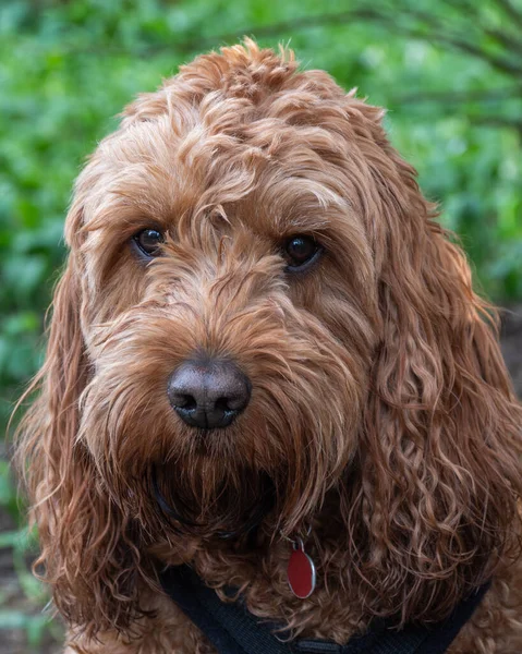 Red Cockapoo Dog Sitting Attentively Walk Park Watching Events Him — Stock Photo, Image