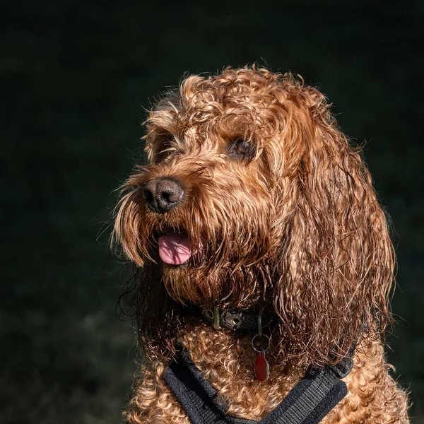 Red Cockapoo Dog Sitting Attentively Walk Waiting Biscuit — Stock Photo, Image