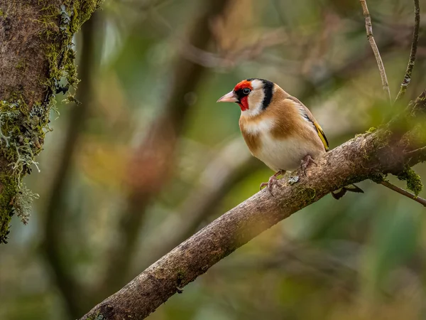 Pájaro Jilguero Europeo Carduelis Carduelis Encaramado Una Rama Durante Primavera —  Fotos de Stock