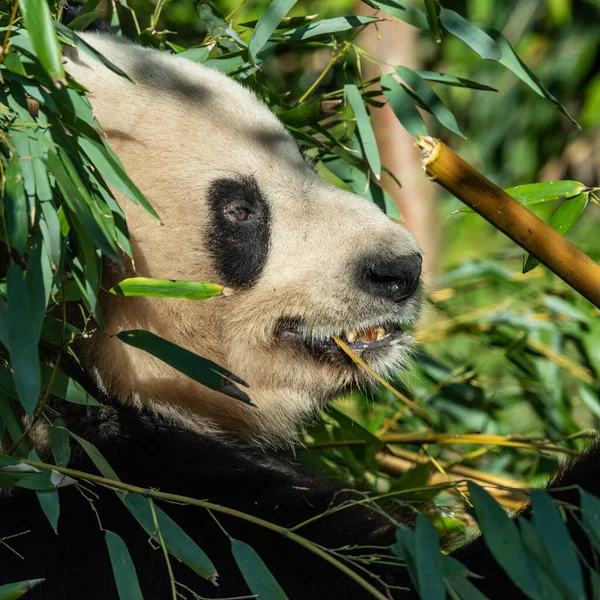 Panda Gigante Sentado Comer Shots Bambu Natureza Eles Consomem 15Kgs — Fotografia de Stock