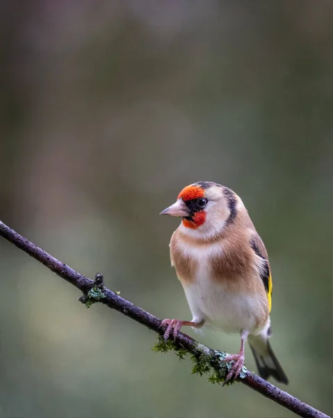 European Goldfinch Bird Carduelis Carduelis Perched Branch Springtime — Stock Photo, Image