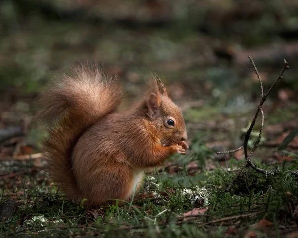 Esquilo Vermelho Sentado Comendo Uma Noz Chão Floresta Florestas Perto — Fotografia de Stock