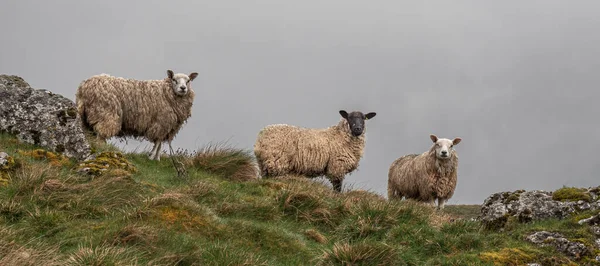 Three Sheep on a hill farm in Yorkshire Dales watching as we walk past