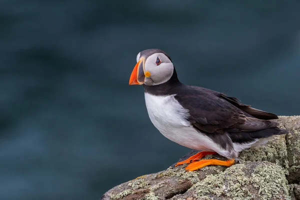 Puffin Atlantycki Fratercula Arctica Stojący Szczycie Klifu Wyspie Maj — Zdjęcie stockowe