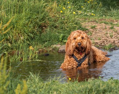 A red cockapoo dog cooling off in a local stream during a recent spell of hot weather clipart