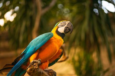 Mavi sarı papağan. Renkli papağan. Tropik kuş parkı. Doğa ve çevre kavramı. Yatay yerleşim planı. Uzayı kopyala Bali, Endonezya