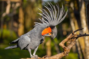 Siyah palmiye kakadusu bir dala tünemiş. Tropik kuş parkı. Doğa ve çevre kavramı. Yatay yerleşim planı. Bali, Endonezya