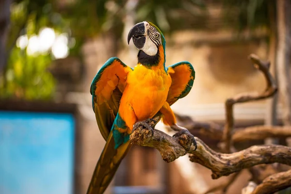 Blue Yellow Macaw Parrot Colorful Cockatoo Parrot Tropical Bird Park — Stock Photo, Image
