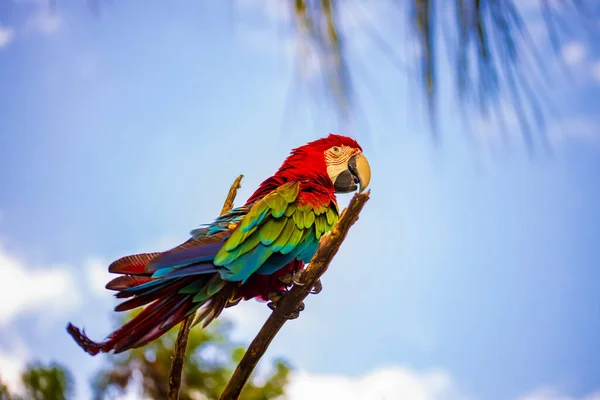 Kırmızı Yeşil Papağan Dalda Oturan Renkli Papağan Tropik Kuş Parkı — Stok fotoğraf
