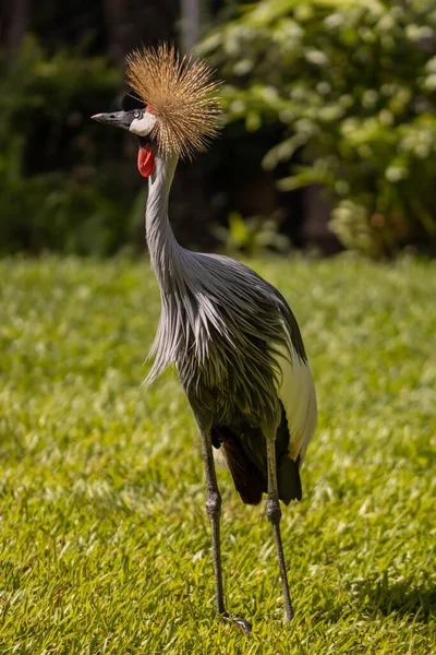 Grey crowned crane. Tropical bird park. Nature and environment concept. Beautiful bird walking on green grass. Sunny day. Vertical layout. Copy space. Bali, Indonesia