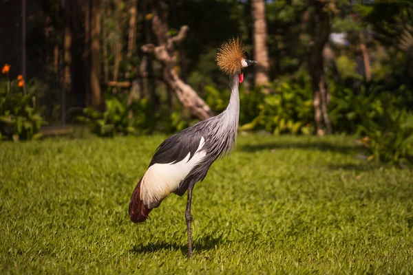 Γκρι Στεφάνι Γερανού Τροπικό Πάρκο Πουλιών Έννοια Φύσης Και Περιβάλλοντος — Φωτογραφία Αρχείου