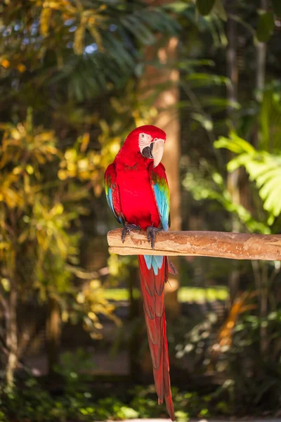 Красный Попугай Ара Красочный Попугай Какаду Сидит Деревянной Палочке Тропический — стоковое фото