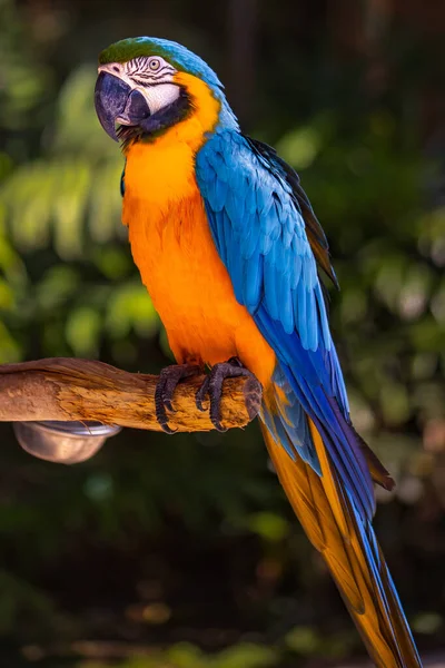 Papagaio Arara Amarelo Azul Papagaio Cacatua Colorido Sentado Pau Madeira — Fotografia de Stock