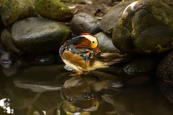 Pato Colorido Nadando Lagoa Família Aves Aquáticas Parque Pássaros Tropical — Fotografia de Stock