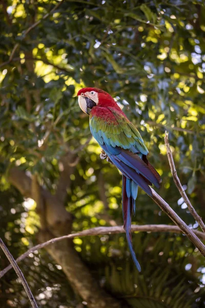 Красно Голубой Попугай Ара Красочный Попугай Какаду Сидит Ветке Дерева — стоковое фото