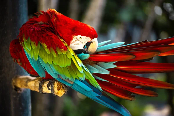 Czerwona Niebieska Papuga Kolorowe Kakadu Papuga Siedzi Drewnianym Kiju Czyszcząc — Zdjęcie stockowe