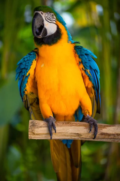 Perroquet Aras Bleu Jaune Perroquet Cacatoès Coloré Assis Sur Bâton — Photo