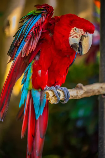 Красно Голубой Попугай Ара Красочный Попугай Какаду Сидит Деревянной Палочке — стоковое фото