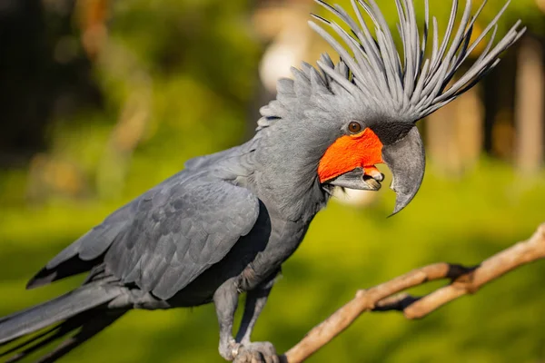 Черный Пальмовый Какаду Сидящий Ветке Тропический Парк Птиц Природа Окружающая — стоковое фото