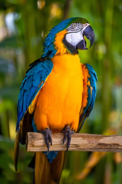 Gele Blauwe Papegaai Kleurrijke Kaketoe Papegaai Zittend Houten Stokje Tropisch Stockfoto