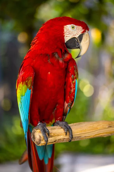 Roodblauwe Papegaai Kleurrijke Kaketoe Papegaai Zittend Houten Stokje Tropisch Vogelpark Stockafbeelding