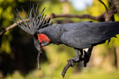 Siyah palmiye kakadusu bir dala tünemiş. Tropik kuş parkı. Doğa ve çevre kavramı. Yatay yerleşim planı. Bali, Endonezya