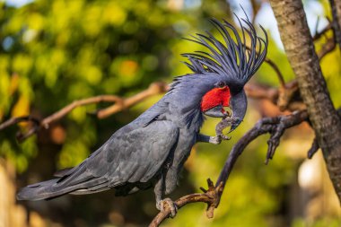 Siyah palmiye kakadusu bir dala tünemiş. Tropik kuş parkı. Doğa ve çevre kavramı. Yatay yerleşim planı. Bali, Endonezya