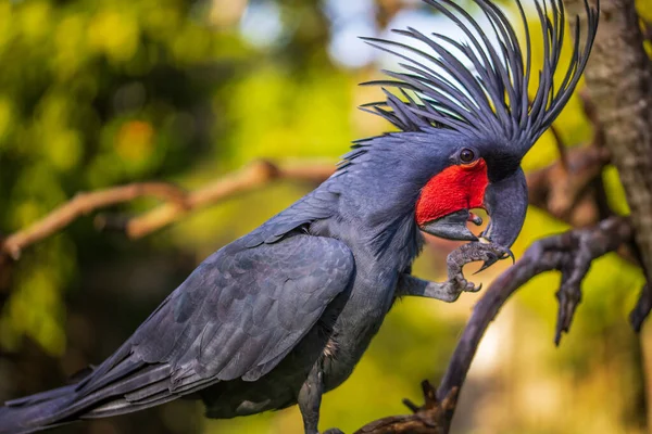 Cacatoès Palmier Noir Perché Sur Une Branche Parc Oiseaux Tropicaux — Photo