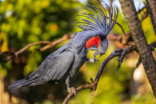 Siyah palmiye kakadusu bir dala tünemiş. Tropik kuş parkı. Doğa ve çevre kavramı. Yatay yerleşim planı. Bali, Endonezya