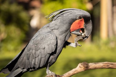 Siyah palmiye kakadusu bir dala tünemiş. Tropik kuş parkı. Doğa ve çevre kavramı. Yeşil arka plan. Yatay yerleşim planı. Bali, Endonezya