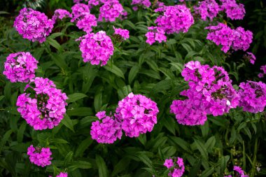 Doğal bir arkaplanda pembe fenomenler