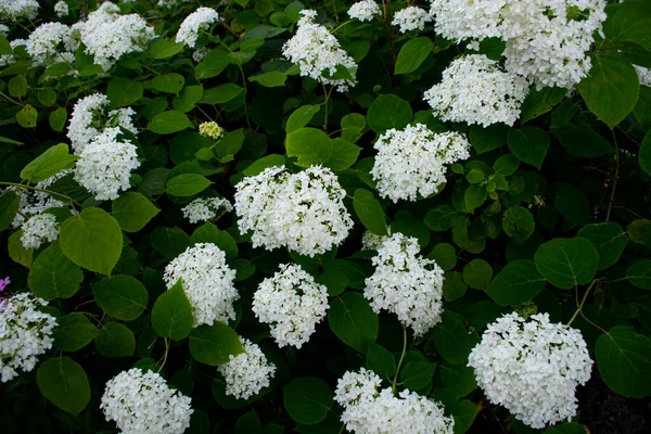 White Hydrangea Small Flowers — Foto de Stock