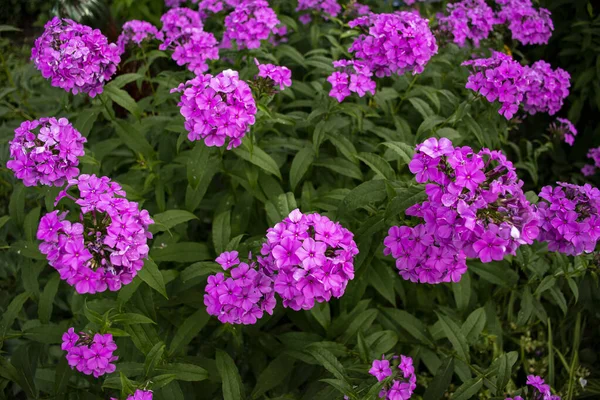 Doğal bir arkaplanda pembe fenomenler