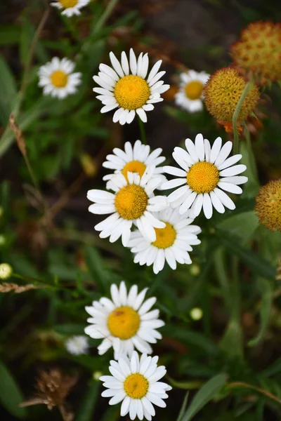Composition White Field Daisies Flowers — 图库照片