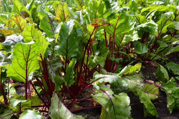 green young beets in the garden