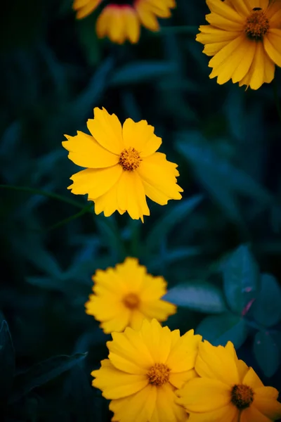 Samenstelling Van Gele Bloemen Een Donkerblauwe Achtergrond — Stockfoto