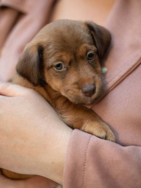 Yavru köpek Jack Russell Terrier kadınların elinde oturuyor. Küçük bir köpeğin portresi..