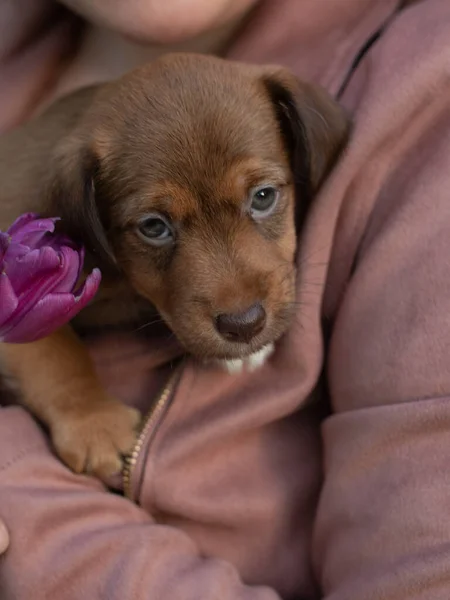 Cachorro Jack Russell Terrier Sentado Las Manos Mujer Retrato Perrito — Foto de Stock