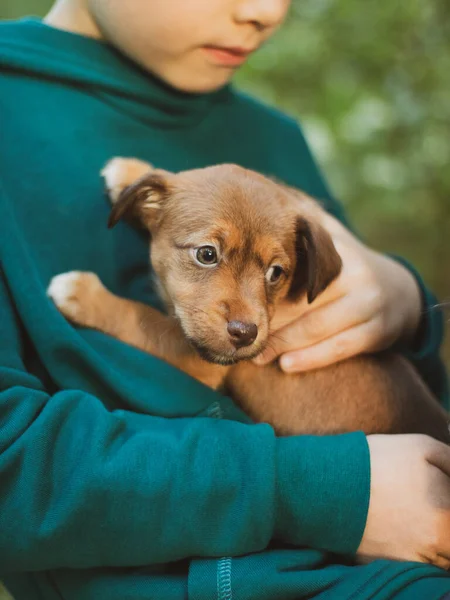 Puppy Jack Russell Terrier Sitting Owner Hands Portrait Little Dog — Stock Photo, Image