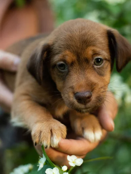 Puppy Jack Russell Terrier Zit Handen Van Vrouw Portret Van — Stockfoto